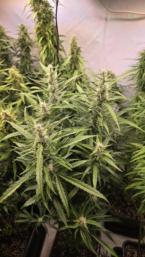 Gorilla Cookies Auto phenohunt #6. Week 11