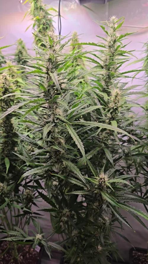Gorilla Cookies Auto phenohunt #6