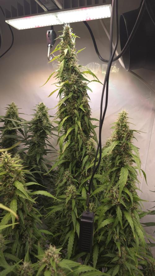 Gorilla Cookies Auto phenohunt #5. Week 11