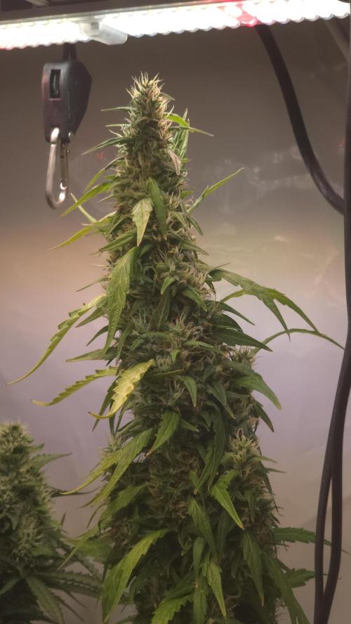 Gorilla Cookies Auto phenohunt #5. Week 11