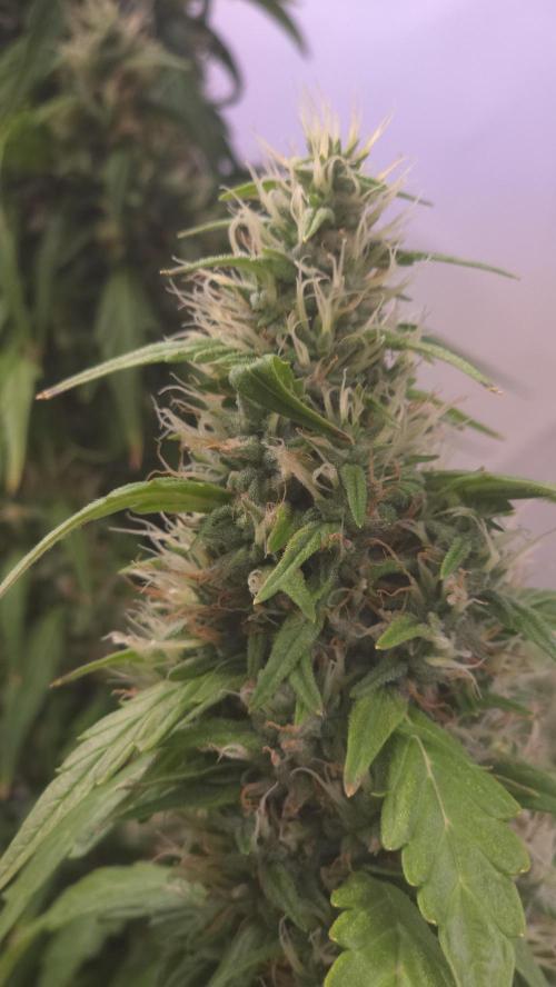 Gorilla Cookies Auto phenohunt #5. Week 11