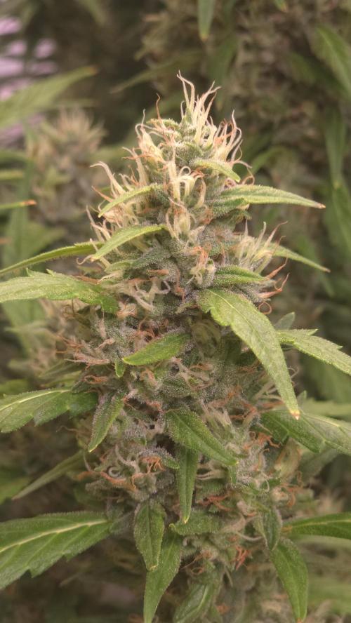 Gorilla Cookies Auto phenohunt #5. Week 11
