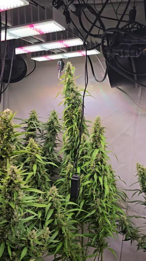 Gorilla Cookies Auto phenohunt #5