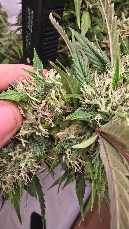 Gorilla Cookies Auto phenohunt #1. Week 12