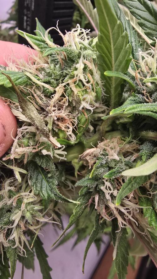 Gorilla Cookies Auto phenohunt #1. Week 12