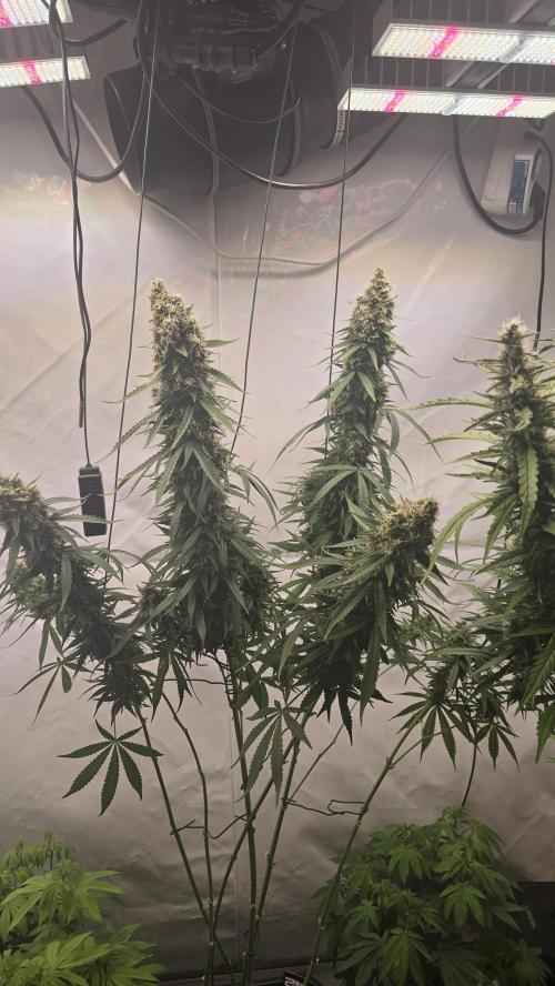Gorilla Cookies Auto phenohunt #2. Week 12