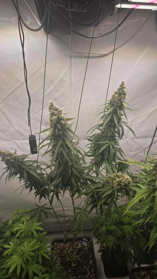 Gorilla Cookies Auto phenohunt #2. Week 12