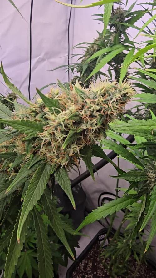 Gorilla Cookies Auto phenohunt #2