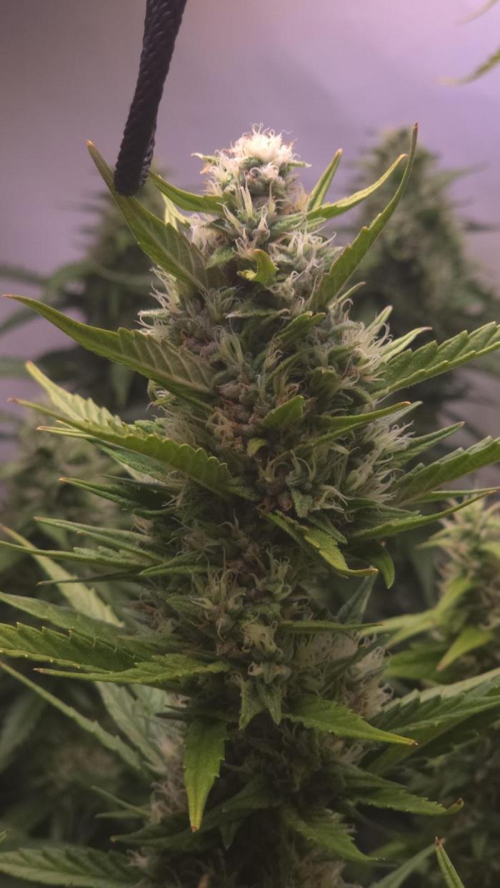 Gorilla Cookies Auto phenohunt #4. Week 12