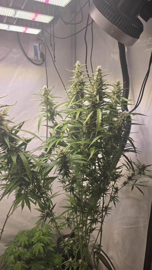 Gorilla Cookies Auto phenohunt #6. Week 12