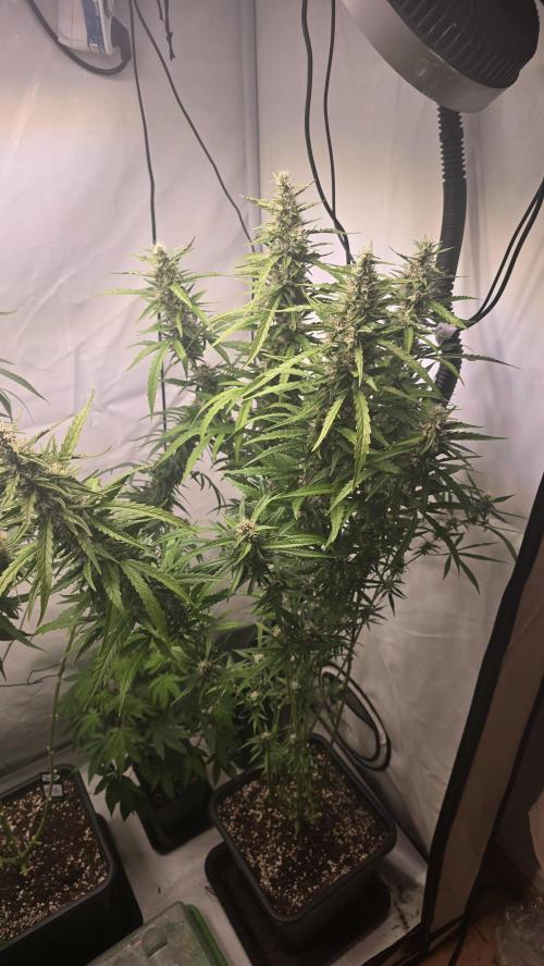 Gorilla Cookies Auto phenohunt #6. Week 12