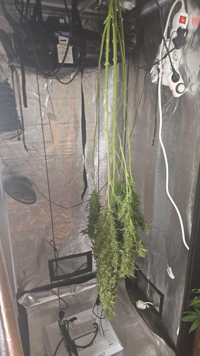 Gorilla Cookies Auto phenohunt #5. Week 12