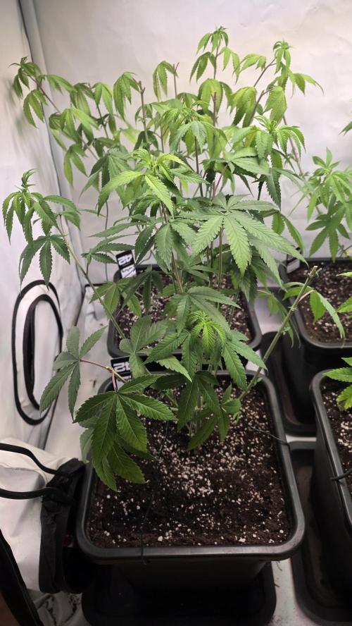 Papayton phenohunt. Week 11
