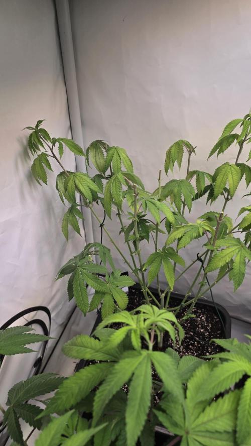 Papayton phenohunt. Week 11