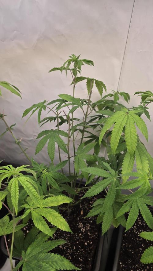 Papayton phenohunt. Week 11