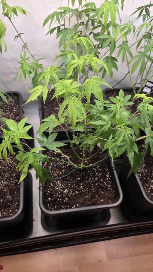 Z42 phenohunt. Week 11