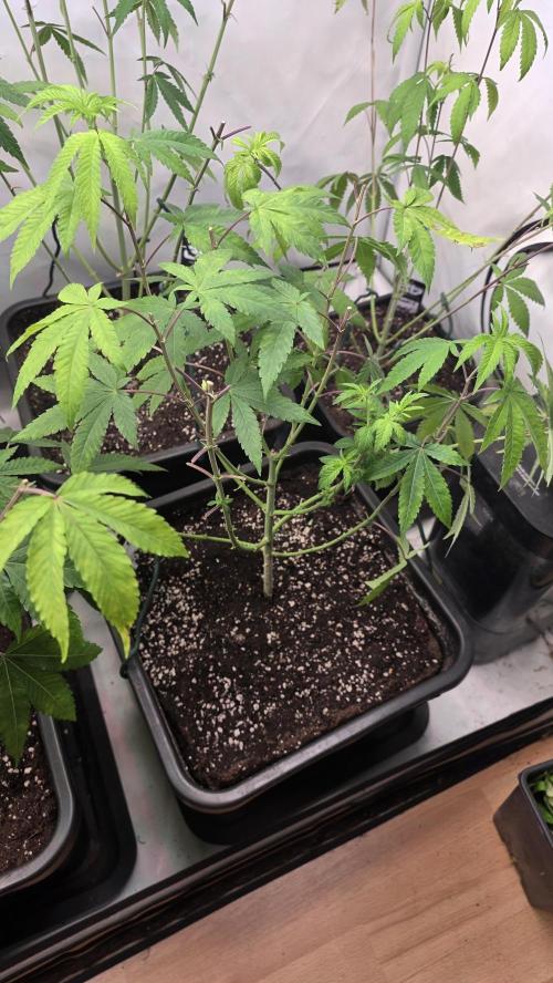 Z42 phenohunt. Week 11