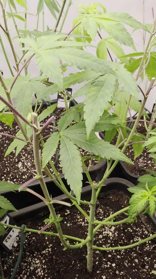Z42. Week 11