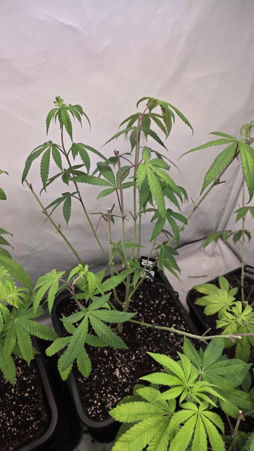 Biscotti Gelato phenohunt. Week 11