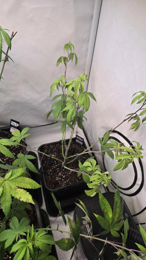 Biscotti Gelato phenohunt. Week 11