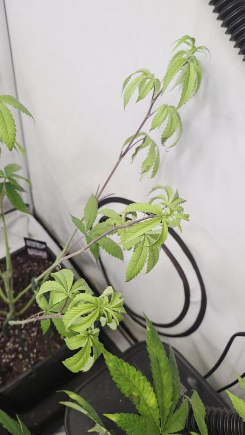 Biscotti Gelato. Week 11
