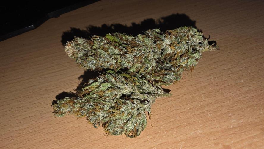 Gorilla Cookies Auto phenohunt #4. Week 12