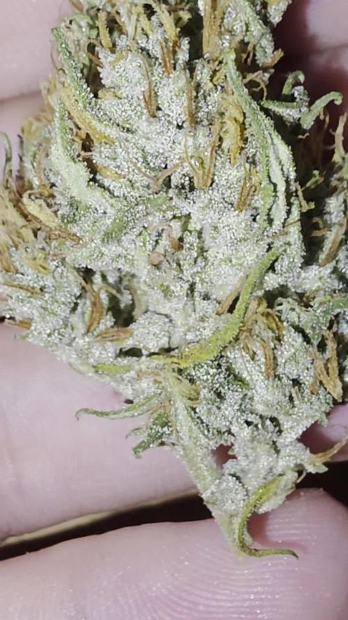 Gorilla Cookies Auto phenohunt #4