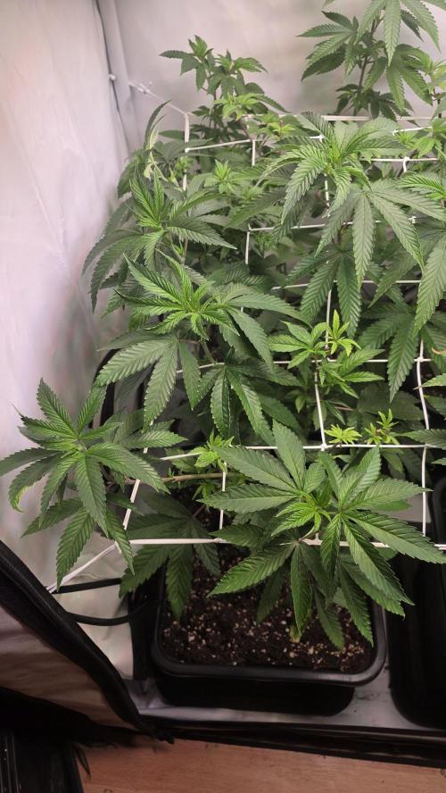 Papayton phenohunt. Week 10