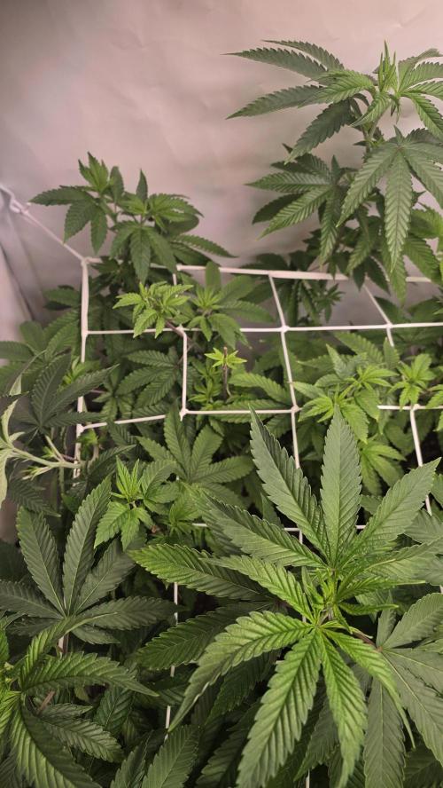 Papayton phenohunt. Week 10