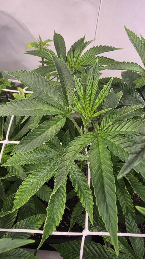 Papayton phenohunt. Week 10