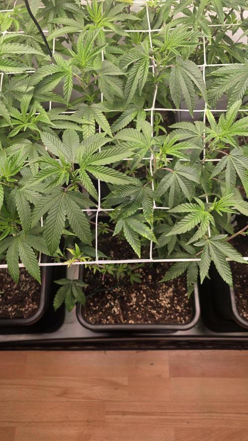 Z42 phenohunt. Week 10