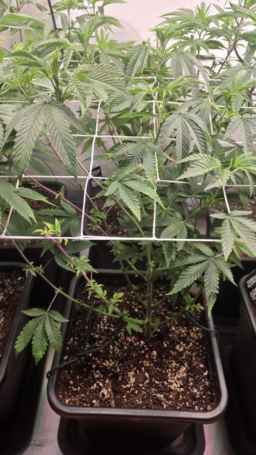 Z42 phenohunt. Week 10