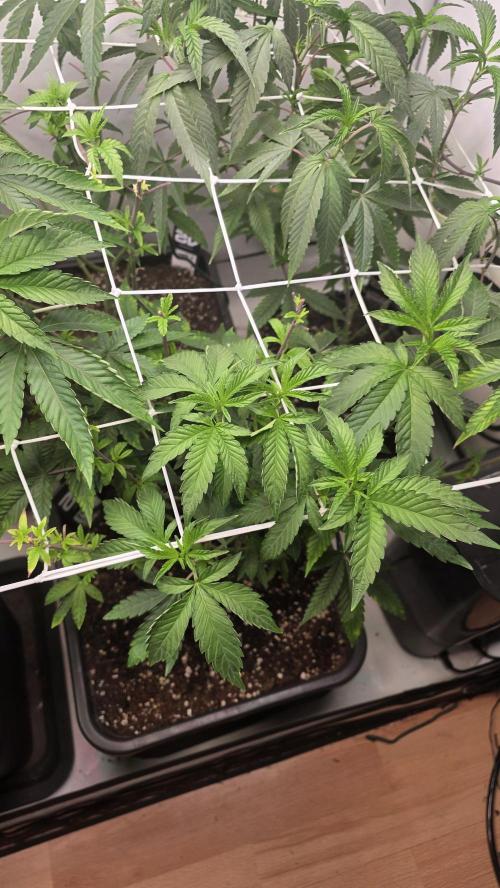 Z42 phenohunt. Week 10