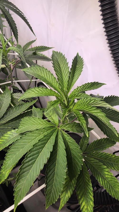 Z42 phenohunt. Week 10