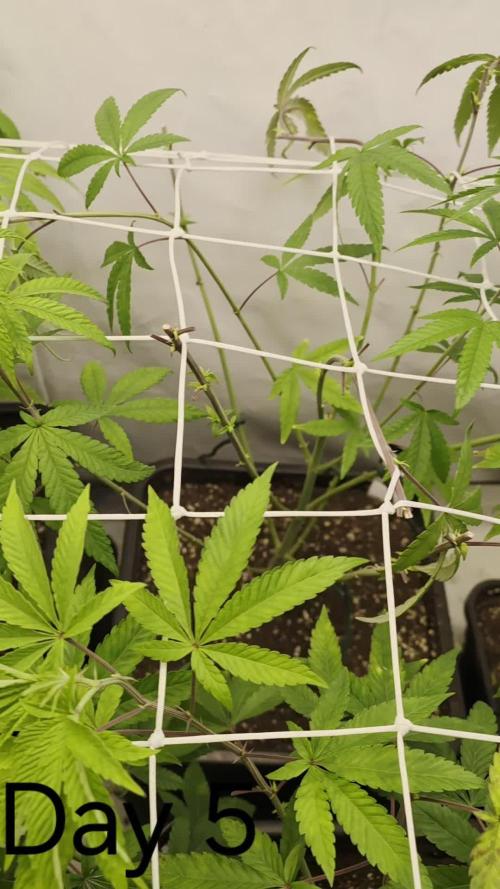 Z42. Week 10