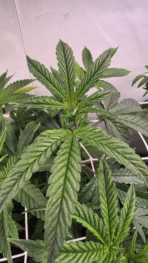Biscotti Gelato phenohunt. Week 10