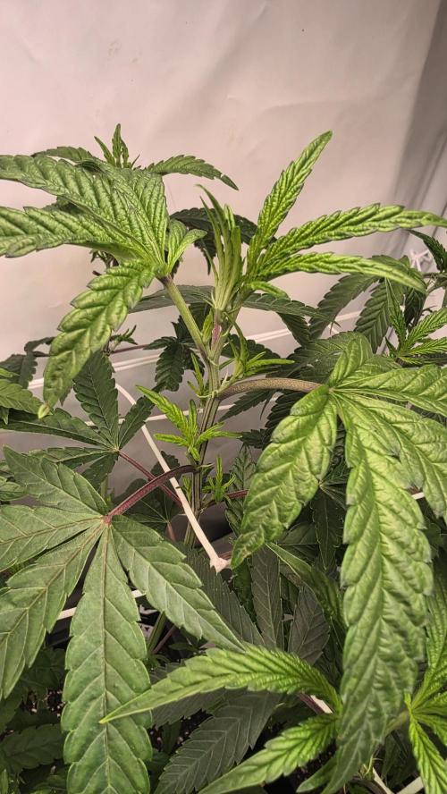 Biscotti Gelato phenohunt. Week 10