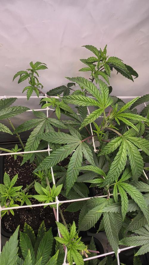 Biscotti Gelato phenohunt. Week 10