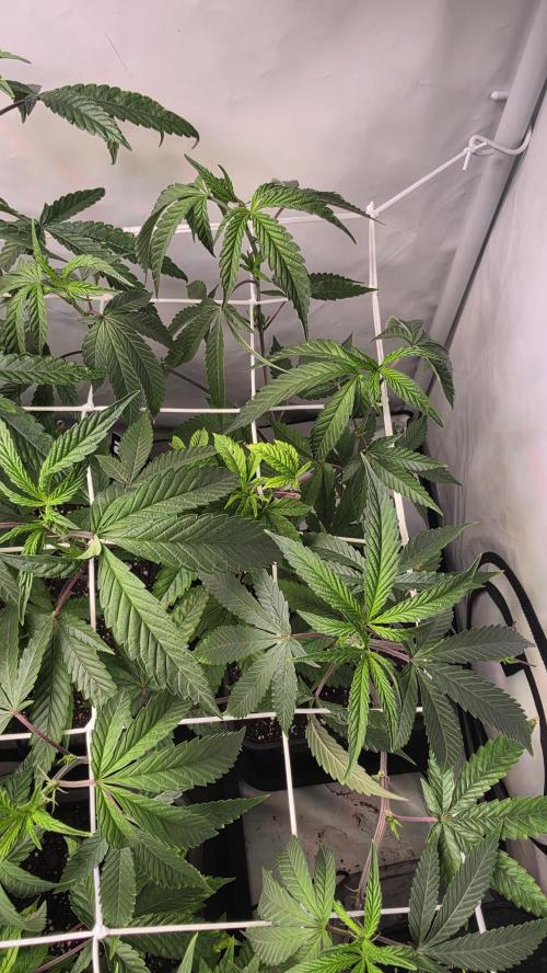 Biscotti Gelato phenohunt. Week 10
