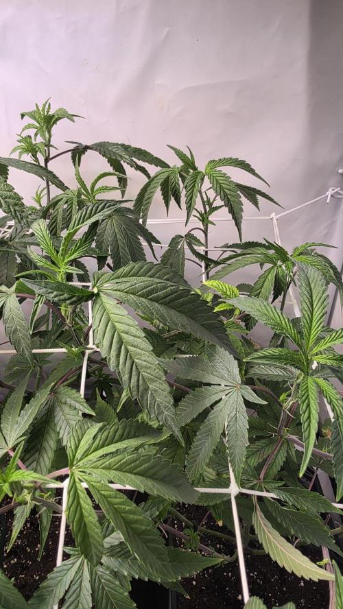 Biscotti Gelato phenohunt. Week 10