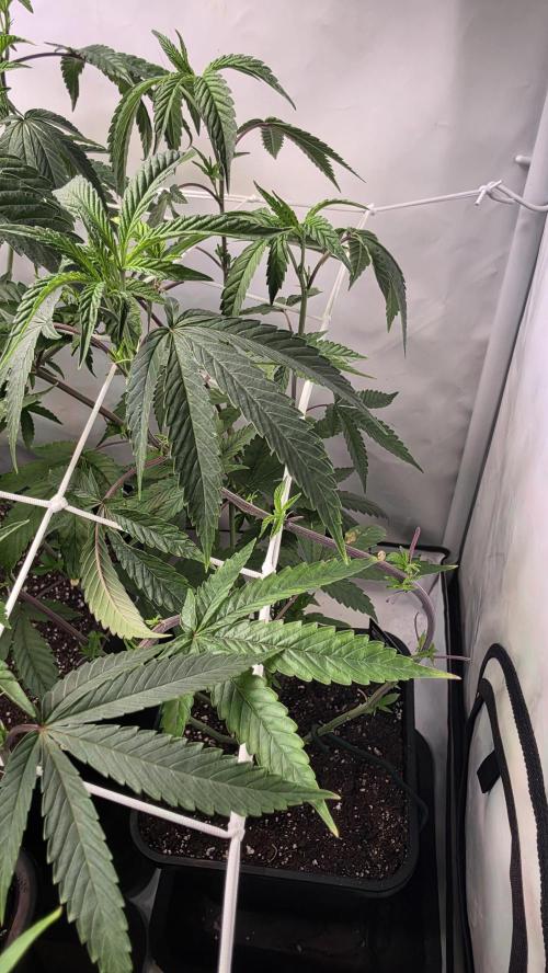 Biscotti Gelato phenohunt. Week 10