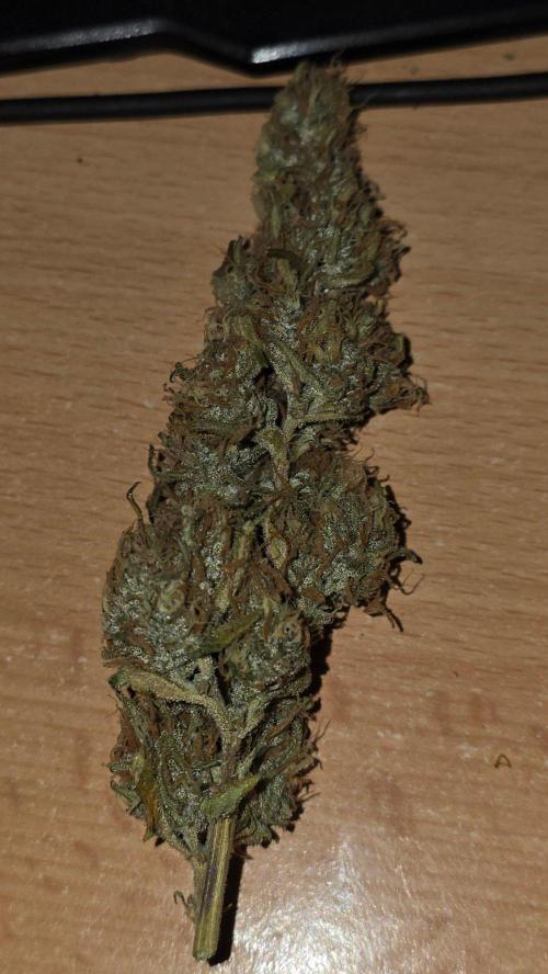 Gorilla Cookies Auto phenohunt #6. Week 13