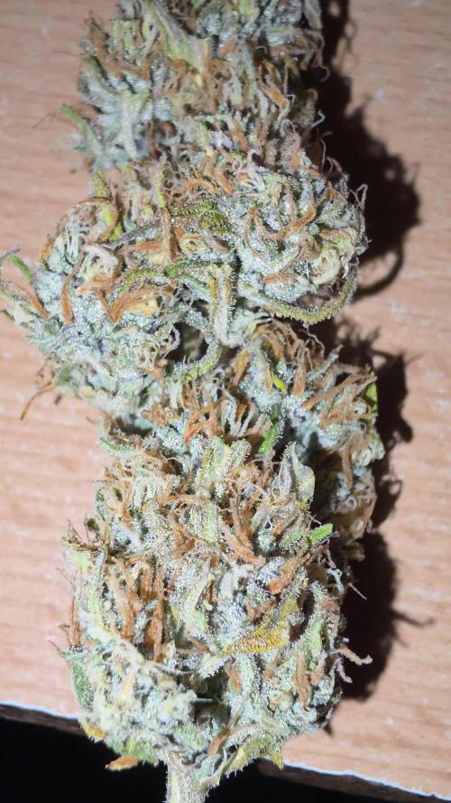 Gorilla Cookies Auto phenohunt #6