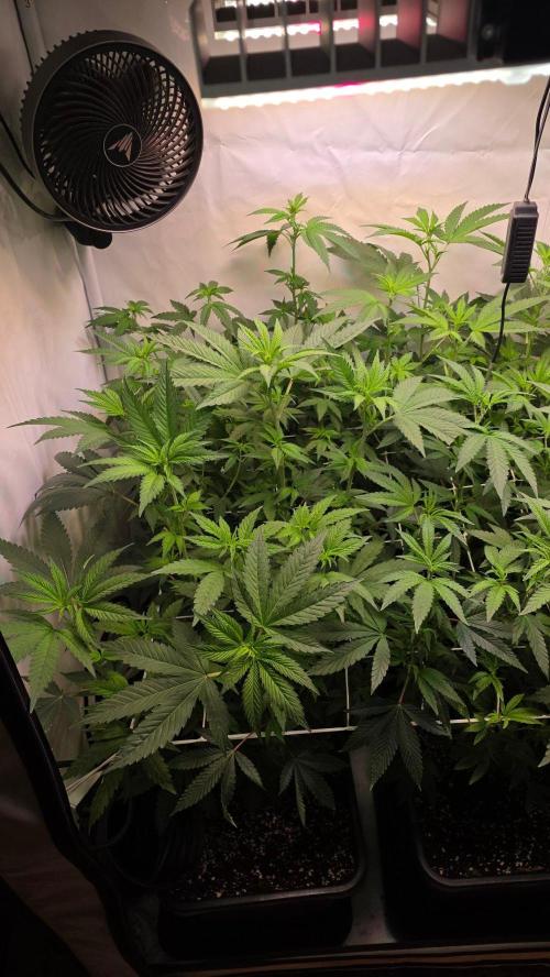 Papayton phenohunt. Week 11