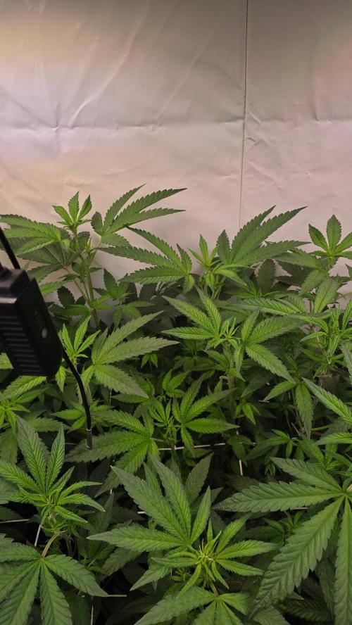 Papayton phenohunt. Week 11