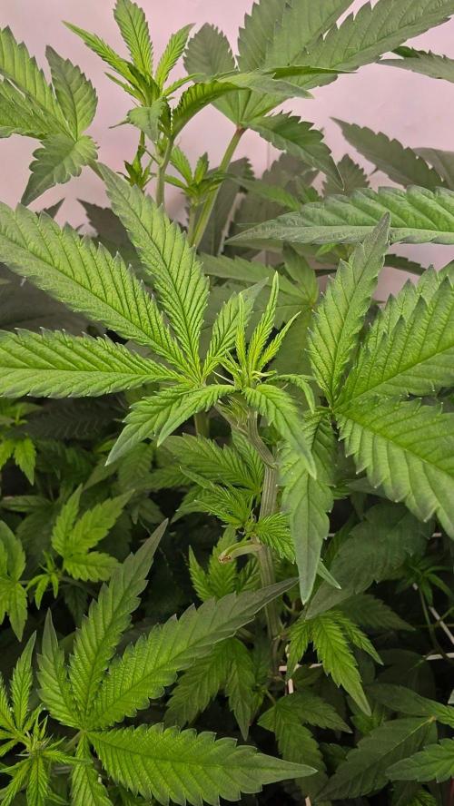 Papayton phenohunt. Week 11