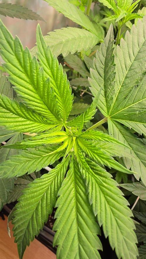Papayton phenohunt. Week 11