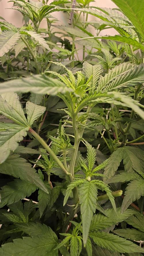 Z42 phenohunt. Week 11