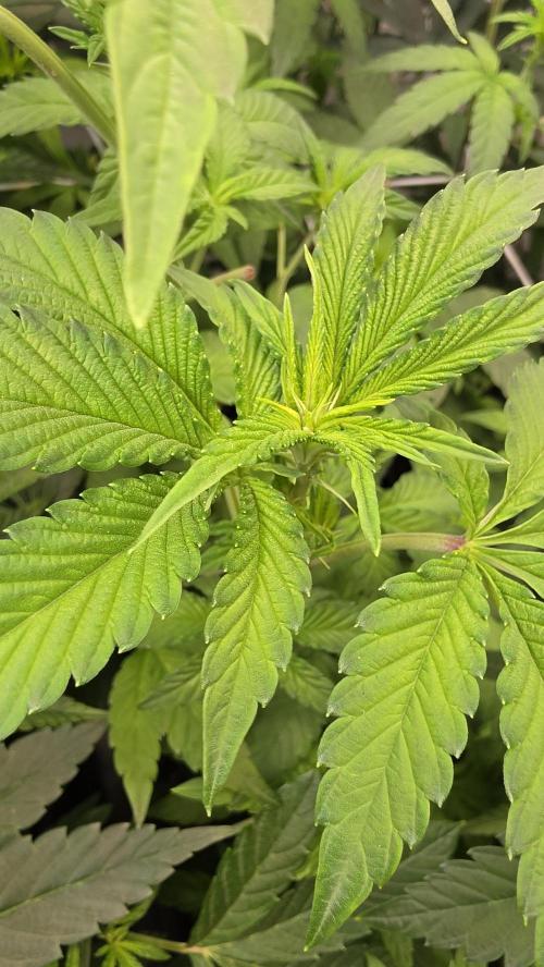 Z42 phenohunt. Week 11