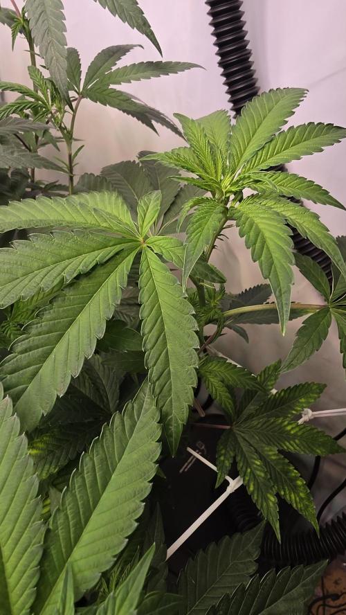 Z42 phenohunt. Week 11